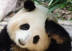 Fan Yang
