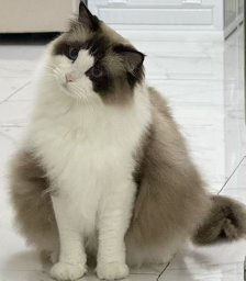 Tiancheng Gu