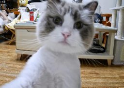 Hua Hua
