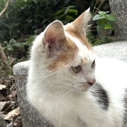 Jiazhong Cen