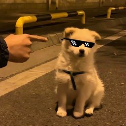 Junbo Niu