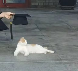 Shibo Jie
