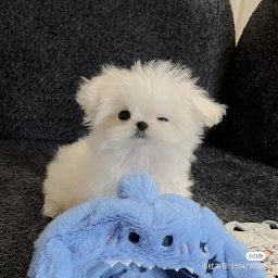 Jiayi Chen